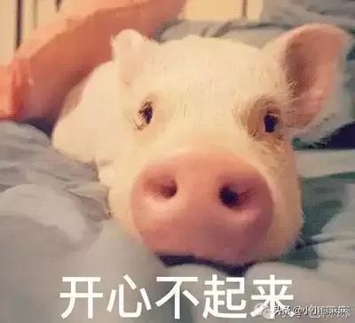 【猪年说猪】关于猪，那些你不知道的事