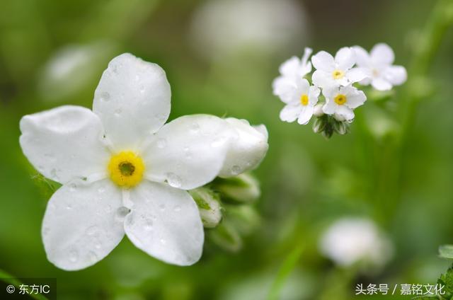 那么多美好的中药名字，取名不考虑一下吗？（一）