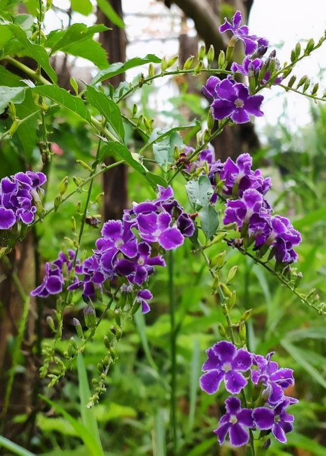 命里带“金”的花，家里养一盆，喜庆吉祥有好寓意