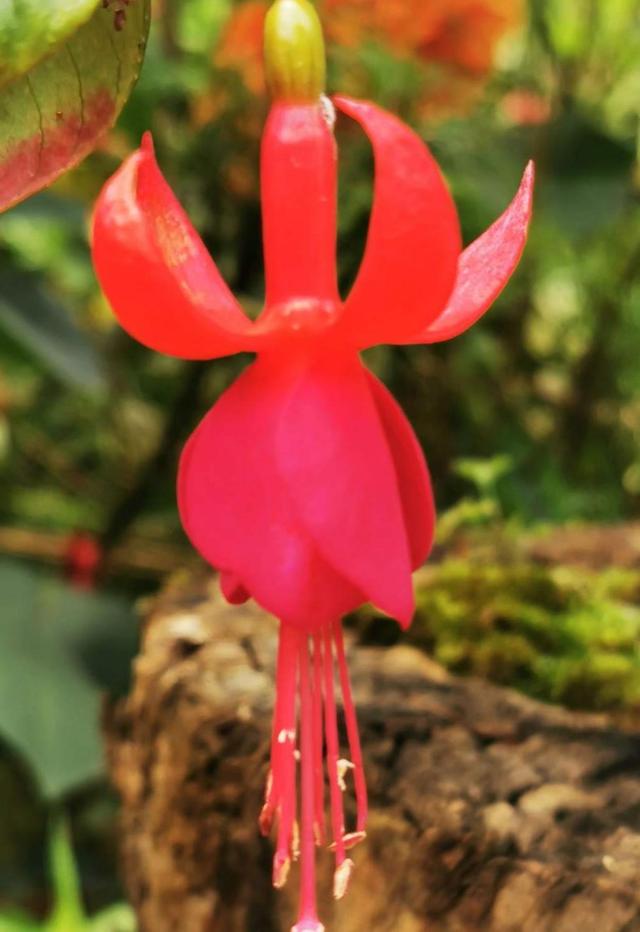 命里带“金”的花，家里养一盆，喜庆吉祥有好寓意