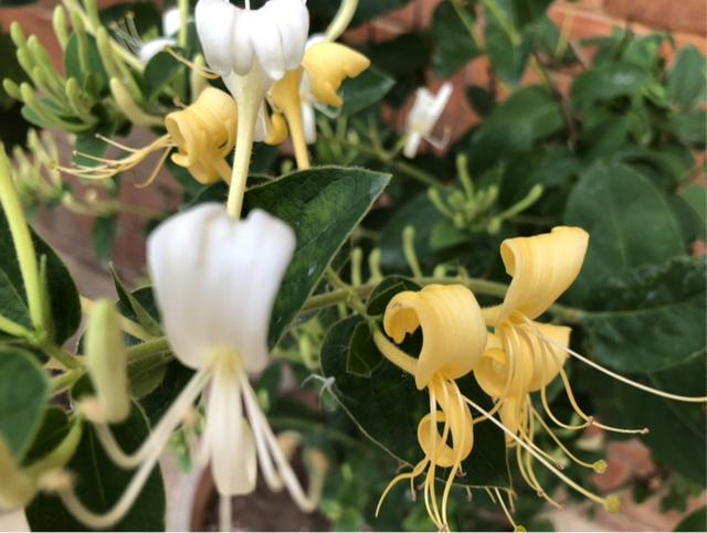 命里带“金”的花，家里养一盆，喜庆吉祥有好寓意