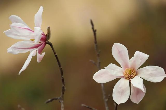 玉兰正逢盛花期，一波“云赏花”走起