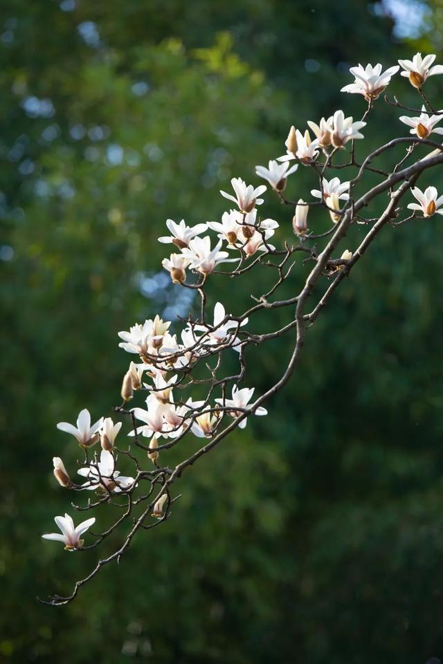 玉兰正逢盛花期，一波“云赏花”走起