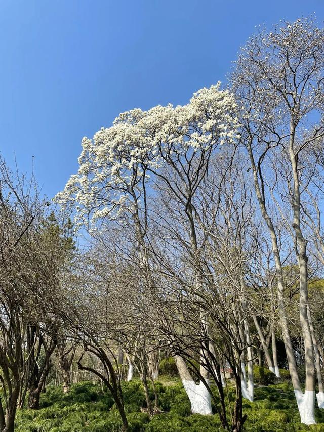 玉兰正逢盛花期，一波“云赏花”走起