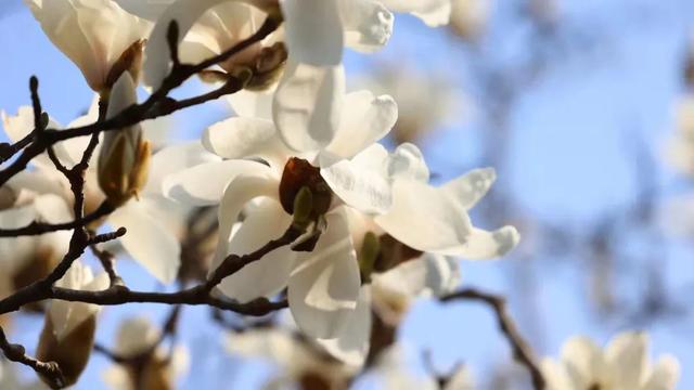 玉兰正逢盛花期，一波“云赏花”走起