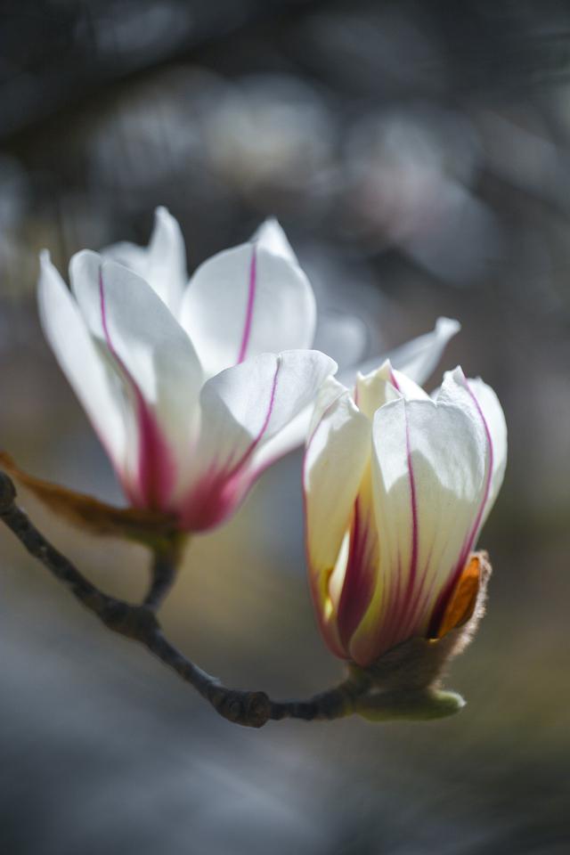 玉兰正逢盛花期，一波“云赏花”走起