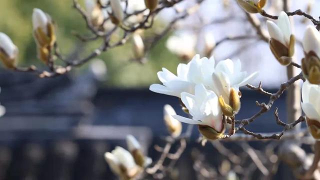 玉兰正逢盛花期，一波“云赏花”走起