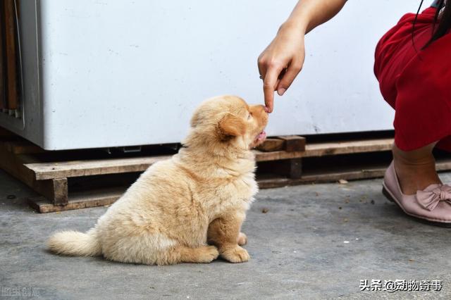 狗狗怎么理解狗宝宝的离开？