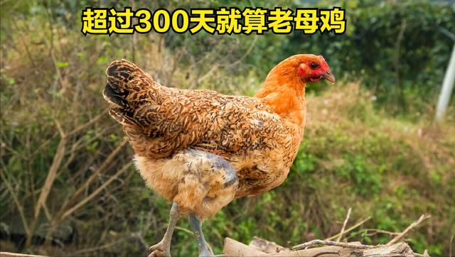 炖鸡汤时，牢记“3放3不放”搭配，最营养最好吃，煲鸡汤的做法