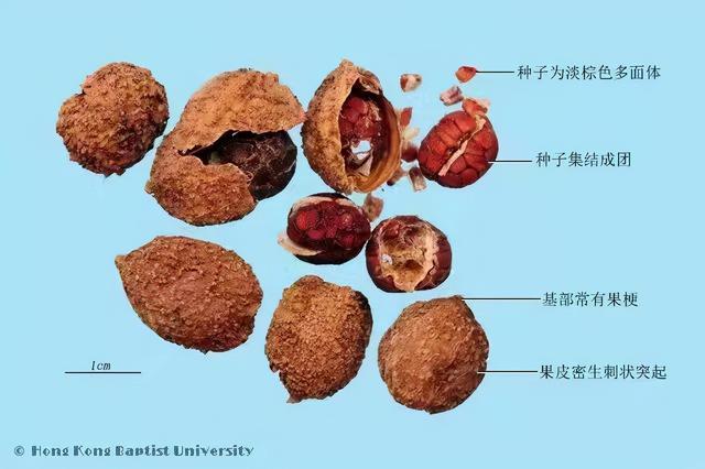 12种姜科的辛香料，你认识几个？