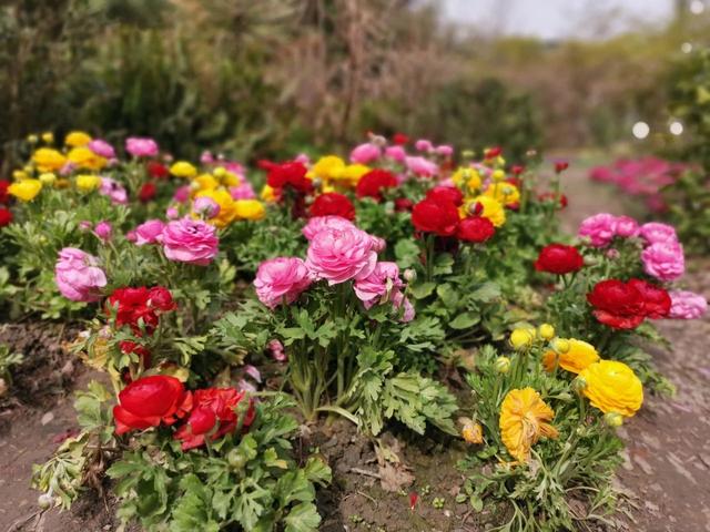 3月份灿烂开花的观赏花卉，花朵好看，但并非每一种都适合你