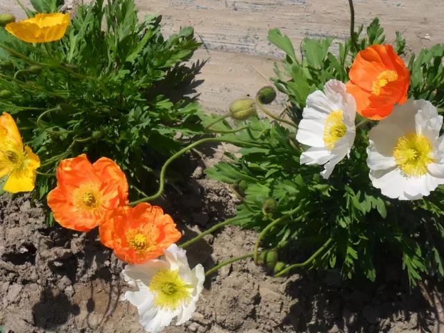 3月份灿烂开花的观赏花卉，花朵好看，但并非每一种都适合你