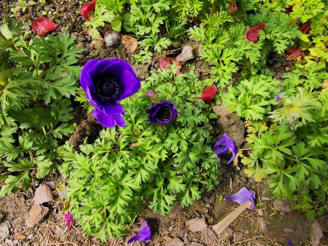 3月份灿烂开花的观赏花卉，花朵好看，但并非每一种都适合你