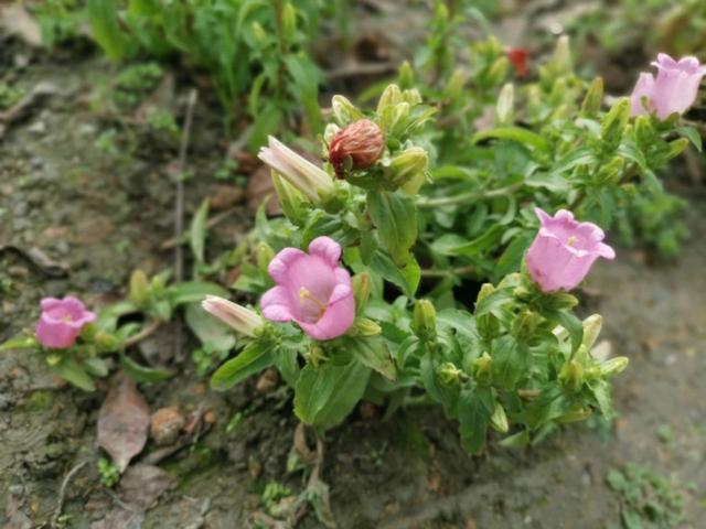 3月份灿烂开花的观赏花卉，花朵好看，但并非每一种都适合你