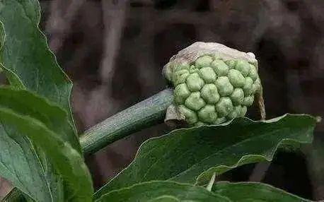 小心，春天这些野菜误吃很危险！田间地头能见到