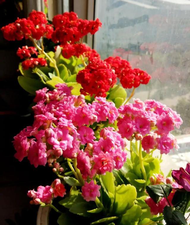 “100种花”适合养在阳台上，一个比一个好看，还很好养护