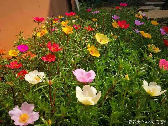 这10种花太能长，掰个芽就能活，夏天慎养，不然挖都挖不完