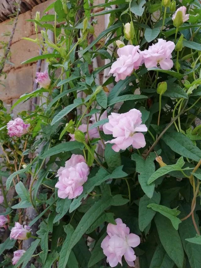 这10种花太能长，掰个芽就能活，夏天慎养，不然挖都挖不完