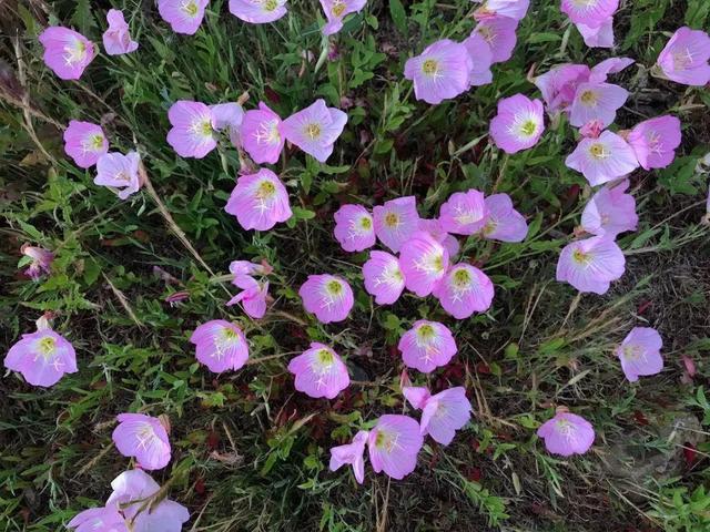 这10种花太能长，掰个芽就能活，夏天慎养，不然挖都挖不完