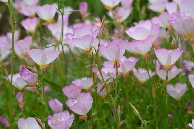 这10种花太能长，掰个芽就能活，夏天慎养，不然挖都挖不完