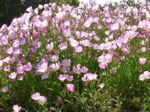 这10种花太能长，掰个芽就能活，夏天慎养，不然挖都挖不完