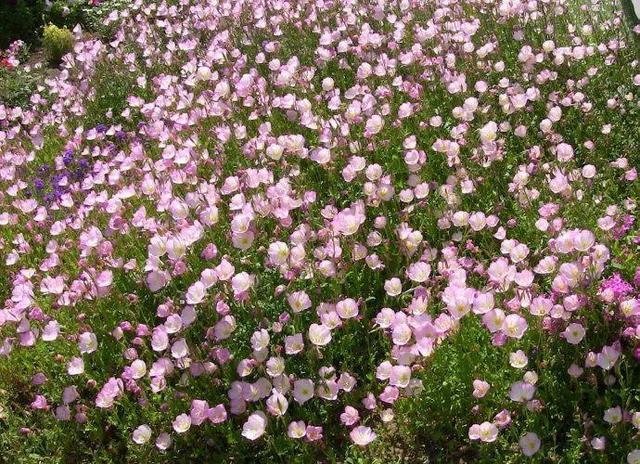 这10种花太能长，掰个芽就能活，夏天慎养，不然挖都挖不完