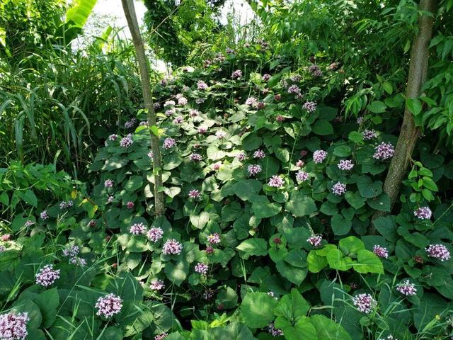 这10种花太能长，掰个芽就能活，夏天慎养，不然挖都挖不完