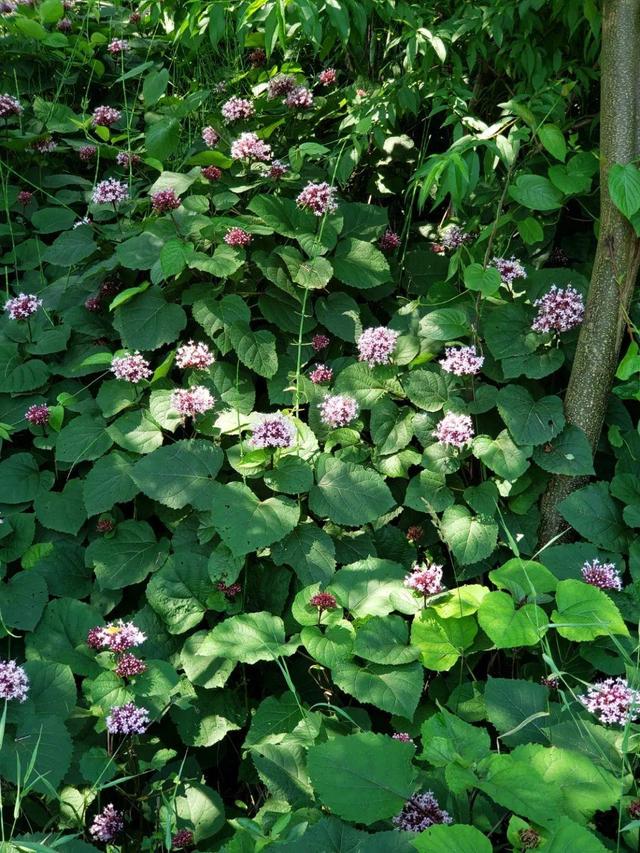 这10种花太能长，掰个芽就能活，夏天慎养，不然挖都挖不完