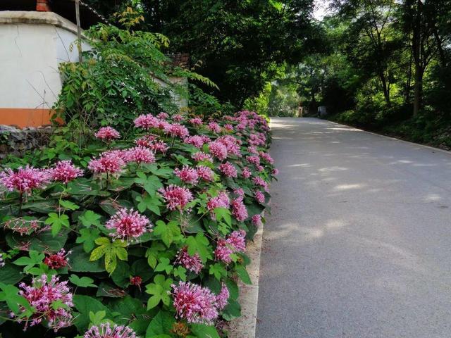 这10种花太能长，掰个芽就能活，夏天慎养，不然挖都挖不完