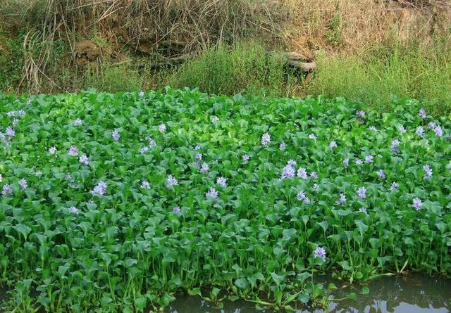 这10种花太能长，掰个芽就能活，夏天慎养，不然挖都挖不完