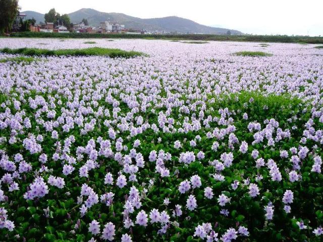 这10种花太能长，掰个芽就能活，夏天慎养，不然挖都挖不完