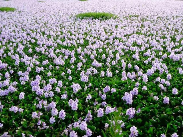 这10种花太能长，掰个芽就能活，夏天慎养，不然挖都挖不完