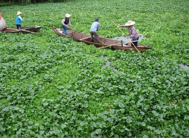 这10种花太能长，掰个芽就能活，夏天慎养，不然挖都挖不完