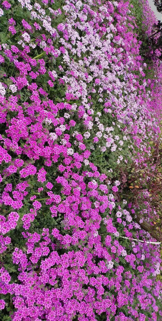 这10种花太能长，掰个芽就能活，夏天慎养，不然挖都挖不完