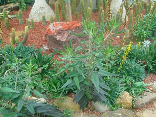 这10种花太能长，掰个芽就能活，夏天慎养，不然挖都挖不完