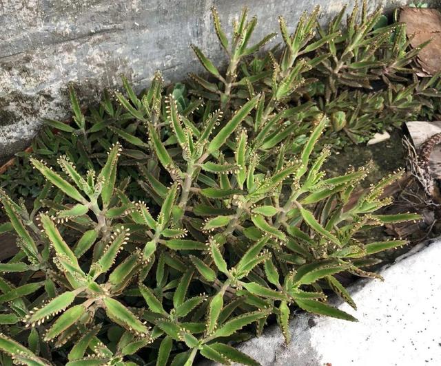 这10种花太能长，掰个芽就能活，夏天慎养，不然挖都挖不完