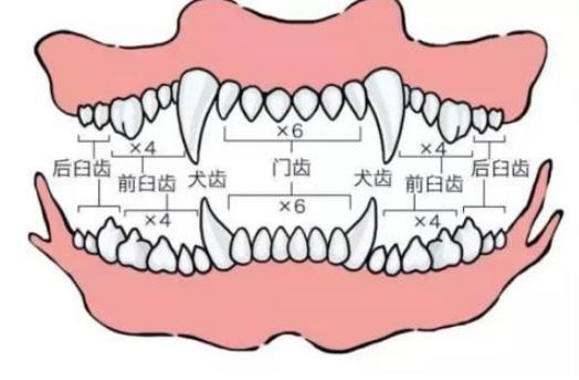 狗狗年龄对照表：你家狗狗现在几岁了？