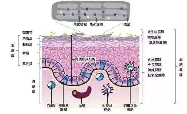 为啥烂脸的总是你？！这是皮肤屏障受损的信号