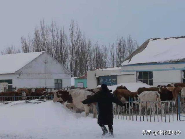 东北或现“座冬雪”，座冬雪有多可怕？东北虎和野猪会受灾吗？