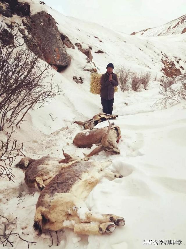 东北或现“座冬雪”，座冬雪有多可怕？东北虎和野猪会受灾吗？