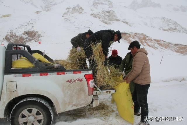 东北或现“座冬雪”，座冬雪有多可怕？东北虎和野猪会受灾吗？