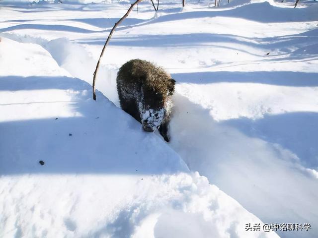 东北或现“座冬雪”，座冬雪有多可怕？东北虎和野猪会受灾吗？