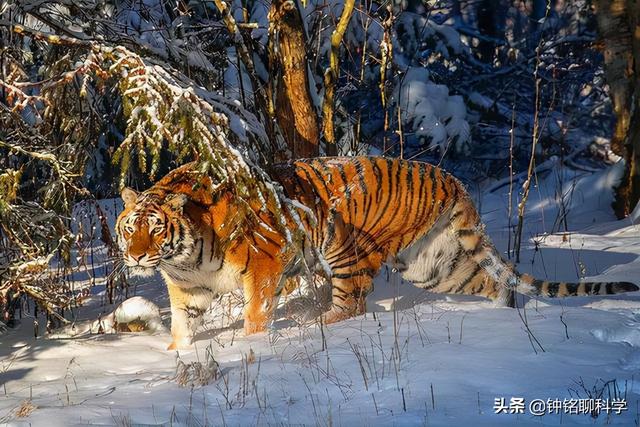 东北或现“座冬雪”，座冬雪有多可怕？东北虎和野猪会受灾吗？