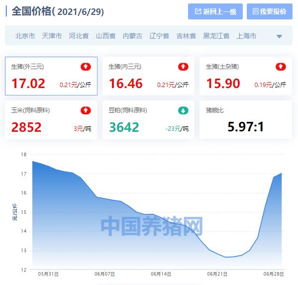 今日最新猪价｜2021年6月29日