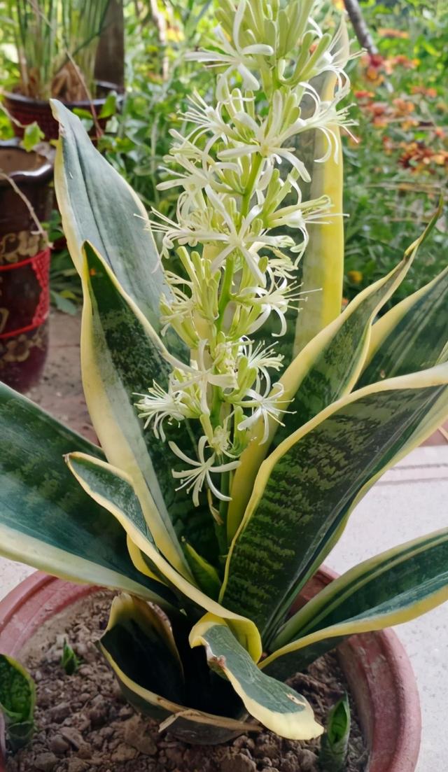 不同生肖，幸运花也不同，你的幸运花是哪种