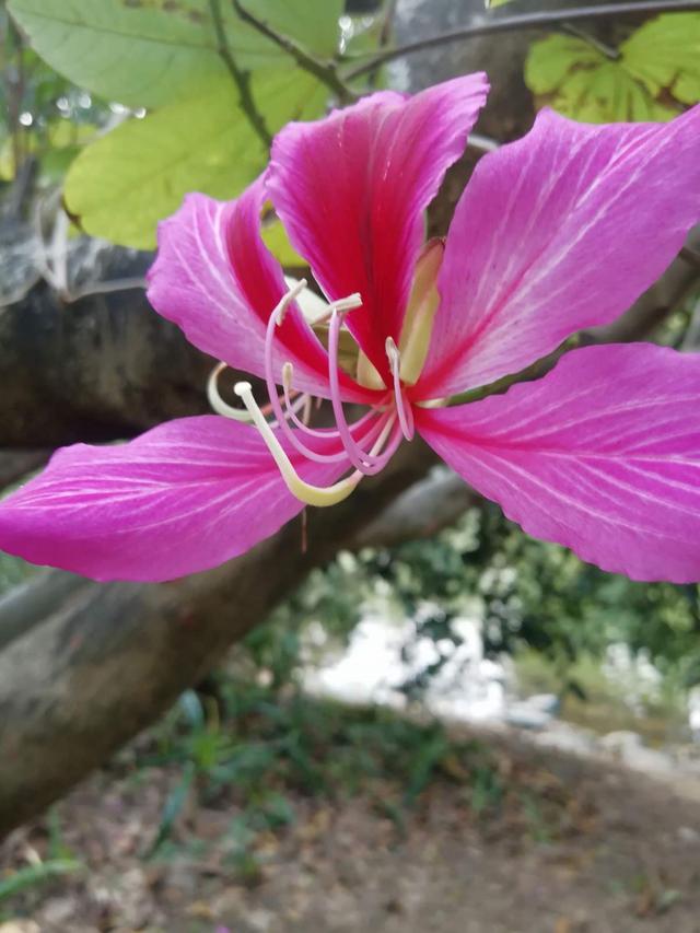 不同生肖，幸运花也不同，你的幸运花是哪种