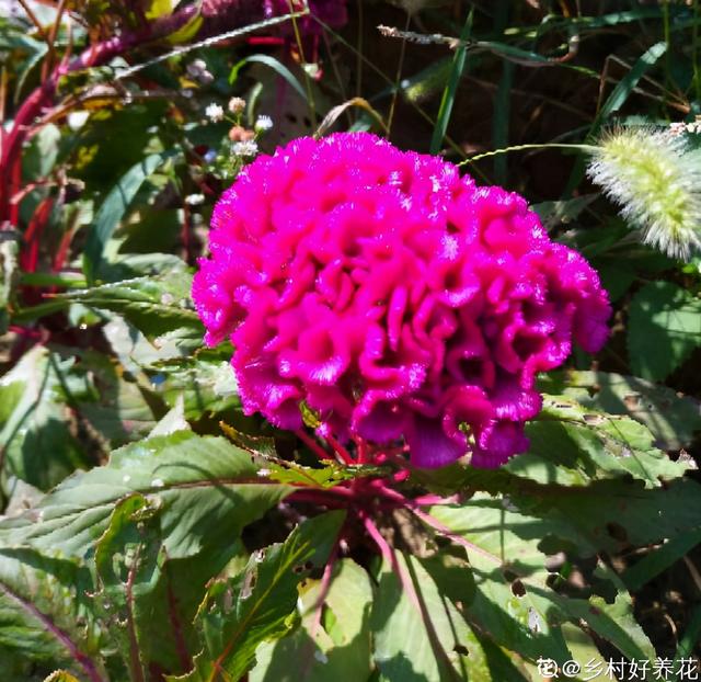 不同生肖，幸运花也不同，你的幸运花是哪种