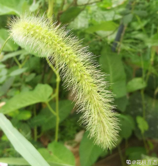 不同生肖，幸运花也不同，你的幸运花是哪种