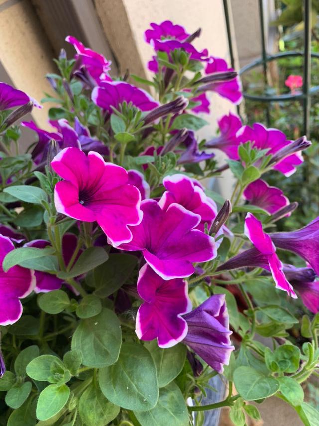 春天来了，推荐6种适合阳台养的盆栽花，开花爆盆花期长