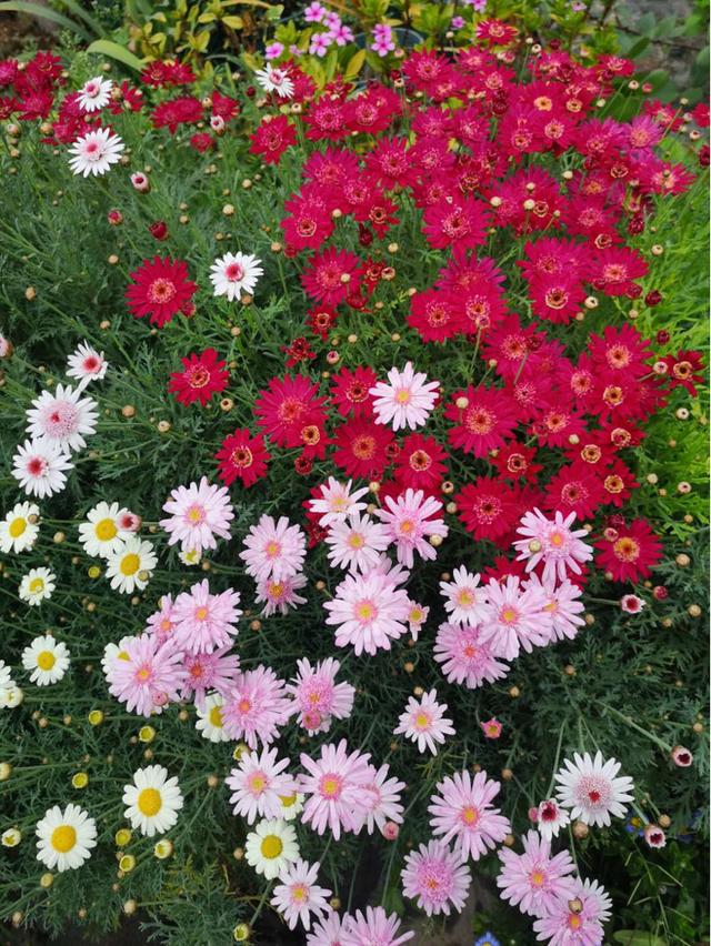 春天来了，推荐6种适合阳台养的盆栽花，开花爆盆花期长